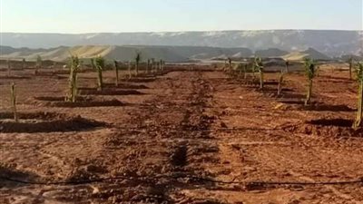 الزملوط يتفقد مشروع زراعة نخيل على مساحة ٢٢٣ فدان ببلاط