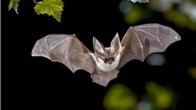 تسبب أكثر من 60 نوعاً من الفيروسات.. تعرف على دور الخفافيش في البيئة (إنفوجراف)