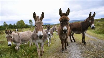 تعزز الرغبة الجنسية.. حمير إفريقيا ضحايا المادة الخارقة