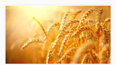 بعضها امتلأ بالكامل.. القابضة للصوامع: مليون و300 ألف طن قمح حتى الآن