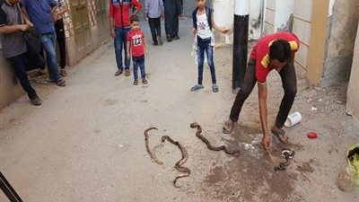 مشهد مرعب.. استخراج 150 ثعبانًا من منزل واحد