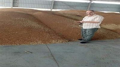 بشائر الخير.. تفاصيل حصاد 10 مليون طن قمح محلي .. فيديو