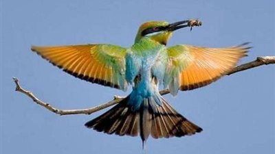 طائر يزور صاحبته بعد موتها ويرشد نجلها إلى قبرها (فيديو)