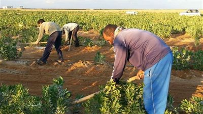 خطبة الجمعة اليوم: الفلاح المصري الأصيل مخلص يحافظ على الماء من الإسراف.. فيديو