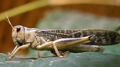 أخطر من كورونا.. حشرة جديدة تهدد العالم (تفاصيل)