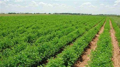 مستشار وزير الزراعة: الدولة المصرية لن تترك شبر أرض قابل للزراعة الا واستصلحته