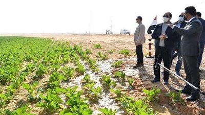 مستشار مشروع 