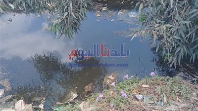 تمساح بالمنوفية يتسبب فى خوف المواطنين.. تفاصيل