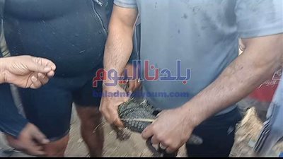 بيطرى المنوفية تتحفظ على التمساح بعد العثور علية