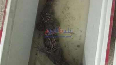 مندوب البيئة يتسلم تمساح المنوفية من مديرية الطب البيطري بالمنوفية