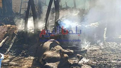 فى حريق هائل .. نفوق وإصابة 16 رأس ماشية بالشهداء