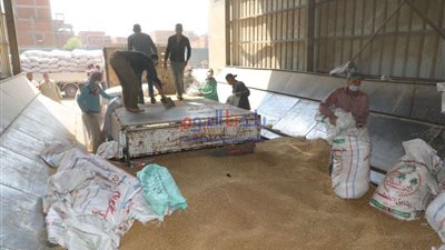 الزراعة: البحيرة والشرقية والمنيا من أكبر المحافظات إنتاجاً للقمح بالموسم الحالى