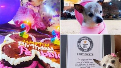 أكبر كلبة في العالم سنًا تدخل موسوعة جينيس.. كم يبلغ عمرها؟