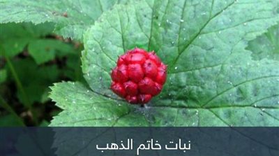 مركب عشبي واعد ضد سرطان الرئة موجود في نبات 