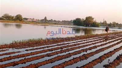 ارتفاع منسوب المياه يغرق أرضي طرح النيل بالمنوفية