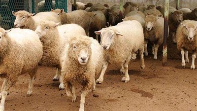 خطوات وشروط حجز الأضاحي من وزارة الزراعة قبل عيد الأضحى