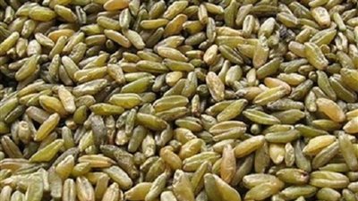 خبيرة تغذية: الفريك  له فوائد كثيرة أهمها معالجة الإمساك