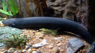 حجز الصينيين المتهمين بأكل ثعابين في مصر الجديدة 24 ساعة