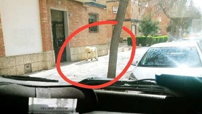 اختبأ في زي كلب.. كورونا يدفع البعض للجنون بإسبانيا