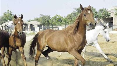 مرض مميت يسبب تلف الدماغ والأعصاب.. ما هو فيروس الحصان الحزين الذي ظهر في ألمانيا؟