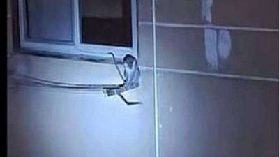 كشف حقيقة تداول منشور عن تسلق نسناس الشقق فى الشيخ زايد