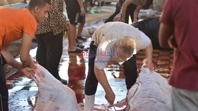 مجلس مدينة قويسنا بالمنوفية يمنع الذبح في المنازل خلال أيام العيد ويعلن العقوبة الفورية