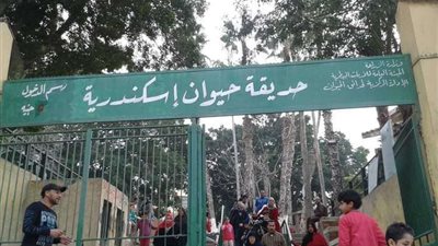 حديقة الحيوان: القرود صحتهدطا جيدة وخالية من أي أمراض أو أوبئة