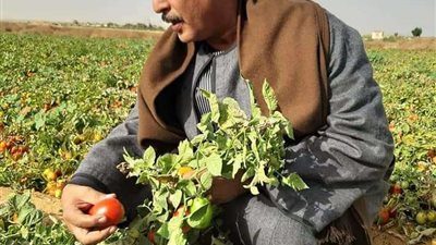 نقيب الفلاحين: بداية مبشره لموسم المانجو