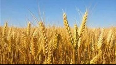 شرطة التموين والتجارة تضبط حوالي 107 طن من القمح المحلي المحظور