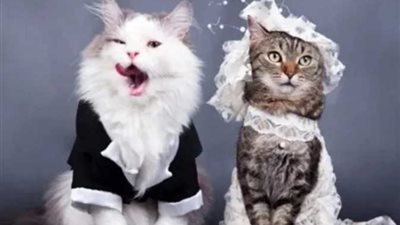 حفل زواج قط وقطة بحضور مأذون شرعي ومعازيم في اليمن يشعل السوشيال ميديا