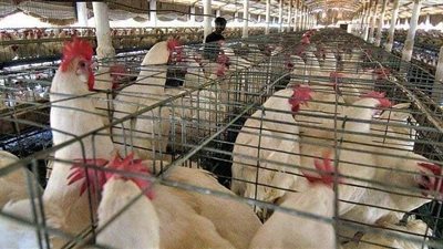 الزراعة: لم تصدر أي قرار بمنع تداول أو نقل الطيور الحية بين المحافظات