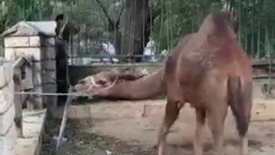 بعد غلقها.. كيف تتم عمليات التعقيم داخل حديقة الحيوانات؟