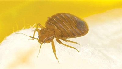 تحذير للمواطنين بشأن حشرة  البق.. 