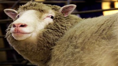 بعد 16 عامًا من وفاتها.. علماء يتوصلون إلى علاج كورونا عن طريق النعجة دوللي