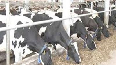 الزراعة: مصر تمتلك مليون أنثى من الجاموس