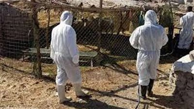 حمى النزف تثير الرعب في العراق.. أسبابها وأعراضها وطرق الوقاية منها