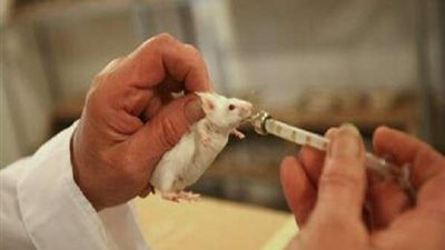 معيد يقتل 60 فأرا للتجارب انتقاما من زميلته.. والمحكمة تقضي بحبسه