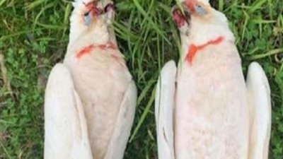 فيلم رعب.. القصة الكاملة لتساقط الطيور من سماء أستراليا