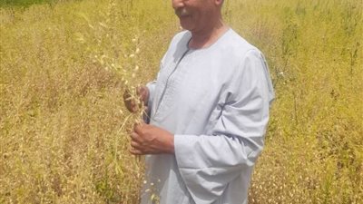 نقيب الفلاحين: خبز البطاطا فكرة غير قابلة للتطبيق في الوقت الراهن