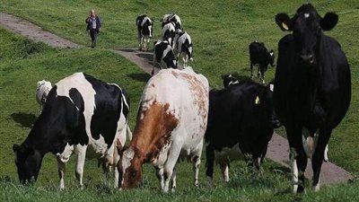 الحكومة تنفى فشل المشروع القومي لإحياء البتلو في زيادة الإنتاج الحيواني