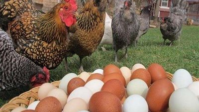 الغرف التجارية: كرتونة البيض تصل حاليًا لـ 75 جنيهًا