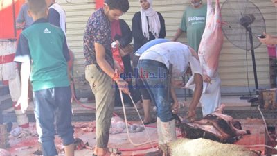 أسعار الأضاحى فى مصر بتداولات الأحد 3 يوليو 2022