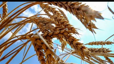 التموين تكشف عن مخزون القمح المخصص للخبز المدعم