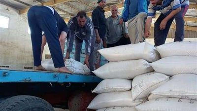 محافظ الوادي الجديد: توريد 511 ألفا و93 طنا من محصول القمح