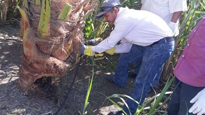 فحص 581 ألف و760 نخلة لمكافحة سوسة النخيل بقنا