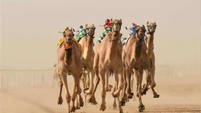 جاسم الكواري: مستقبل سباقات الهجن في مصر واعد