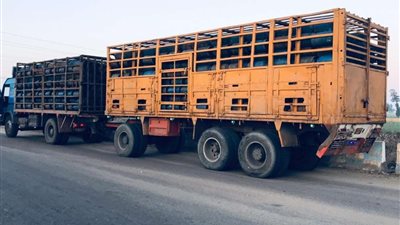 ضبط طن ونص كحول و 22 ألف كمامة و1340 أسطوانه غاز قبل بيعها بالسوق السوداء