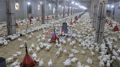 استعداداً لشهر رمضان.. محافظ سوهاج يتفقد محطة تسمين الدواجن بأخميم 