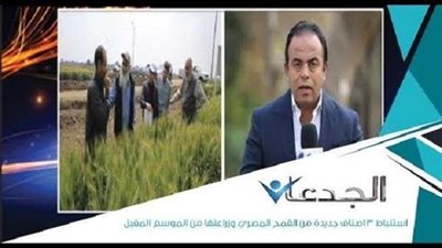 المشرف على الحملة القومية للقمح بالقليوبية: المحصول لم يتأثر بالصدأ الأصفر