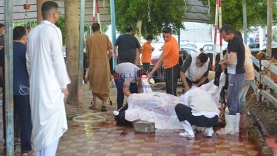 بالتعاون مع جمعية الأورمان محافظ المنوفية: ذبح 30 عجل أضاحي وتوزيعها على الفئات الأولى بالرعاية